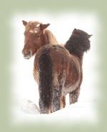 Winter_gal