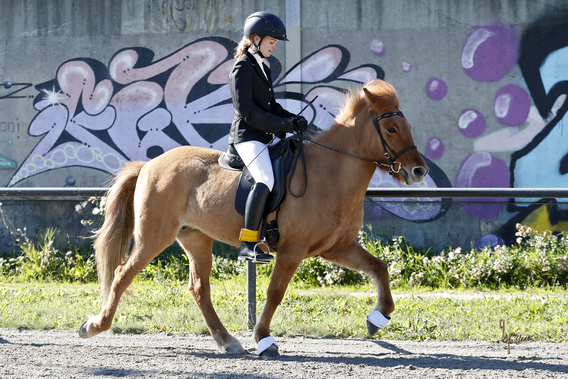 Hnysa und Lisa im Tölt