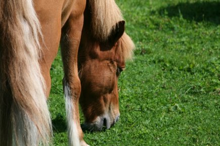 Katur auf der Weide