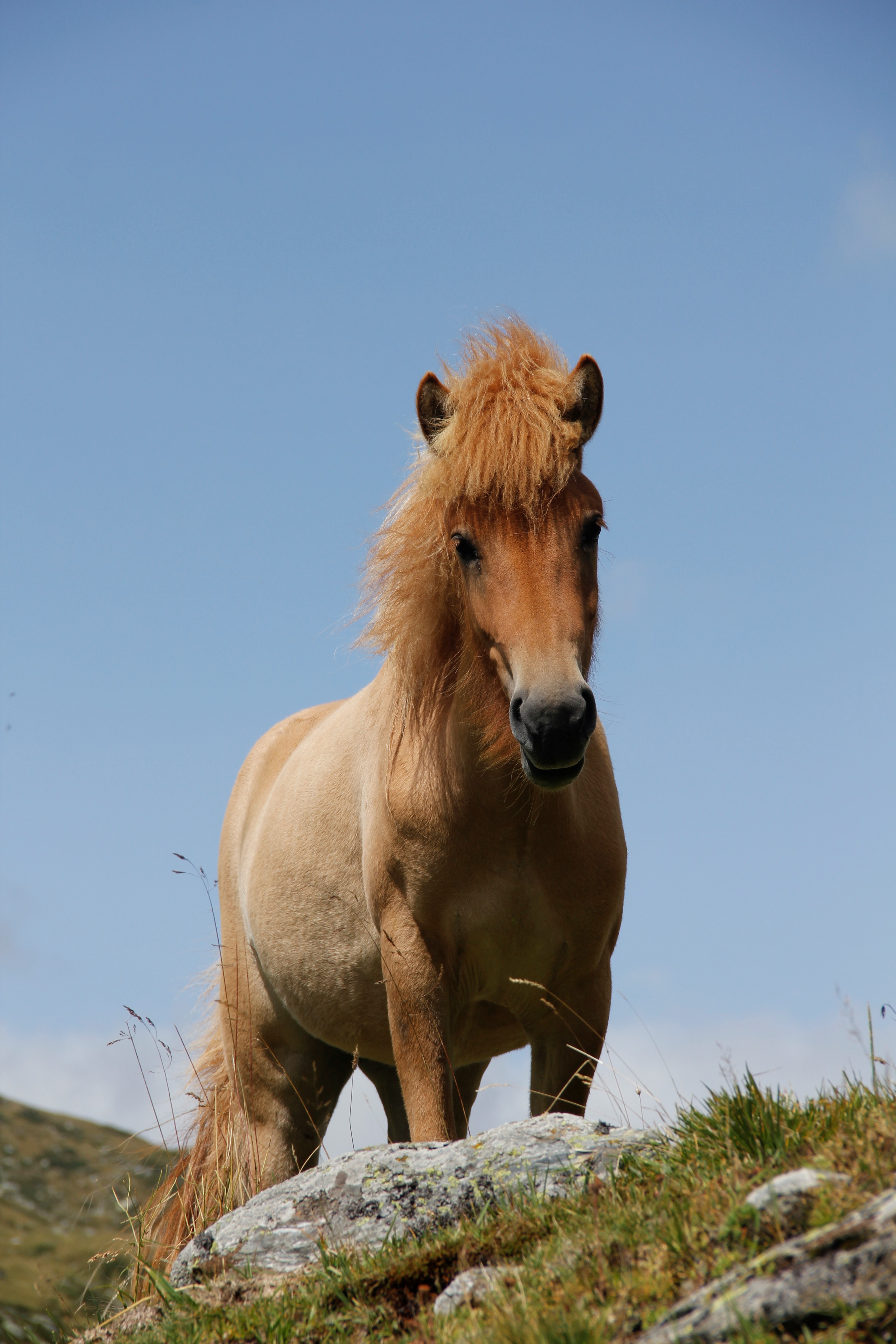 Ljosadis auf der Alp