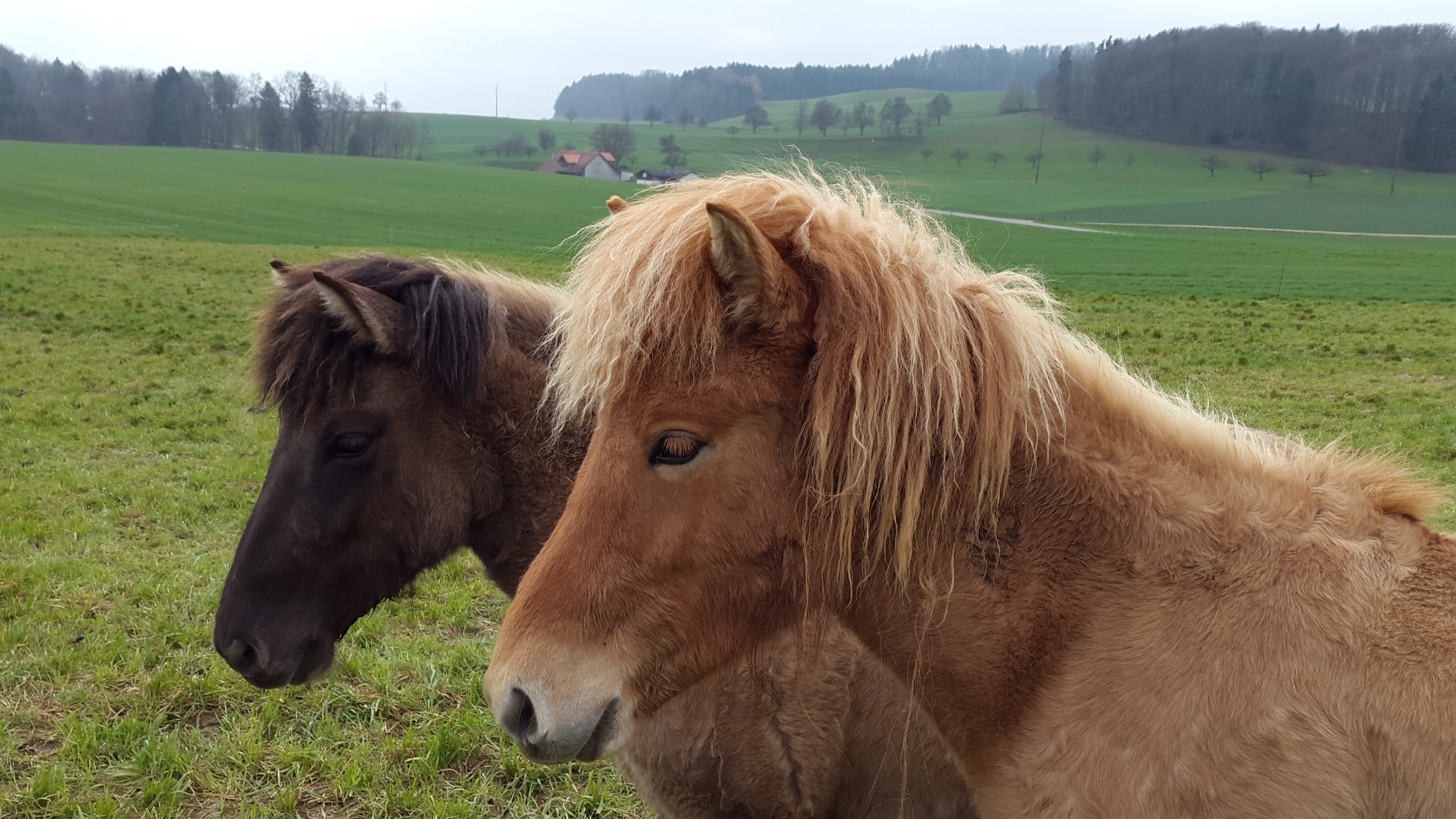 Ljosadis auf der Fohlenweide