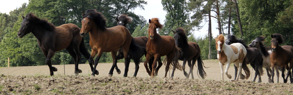 Fohlenweide