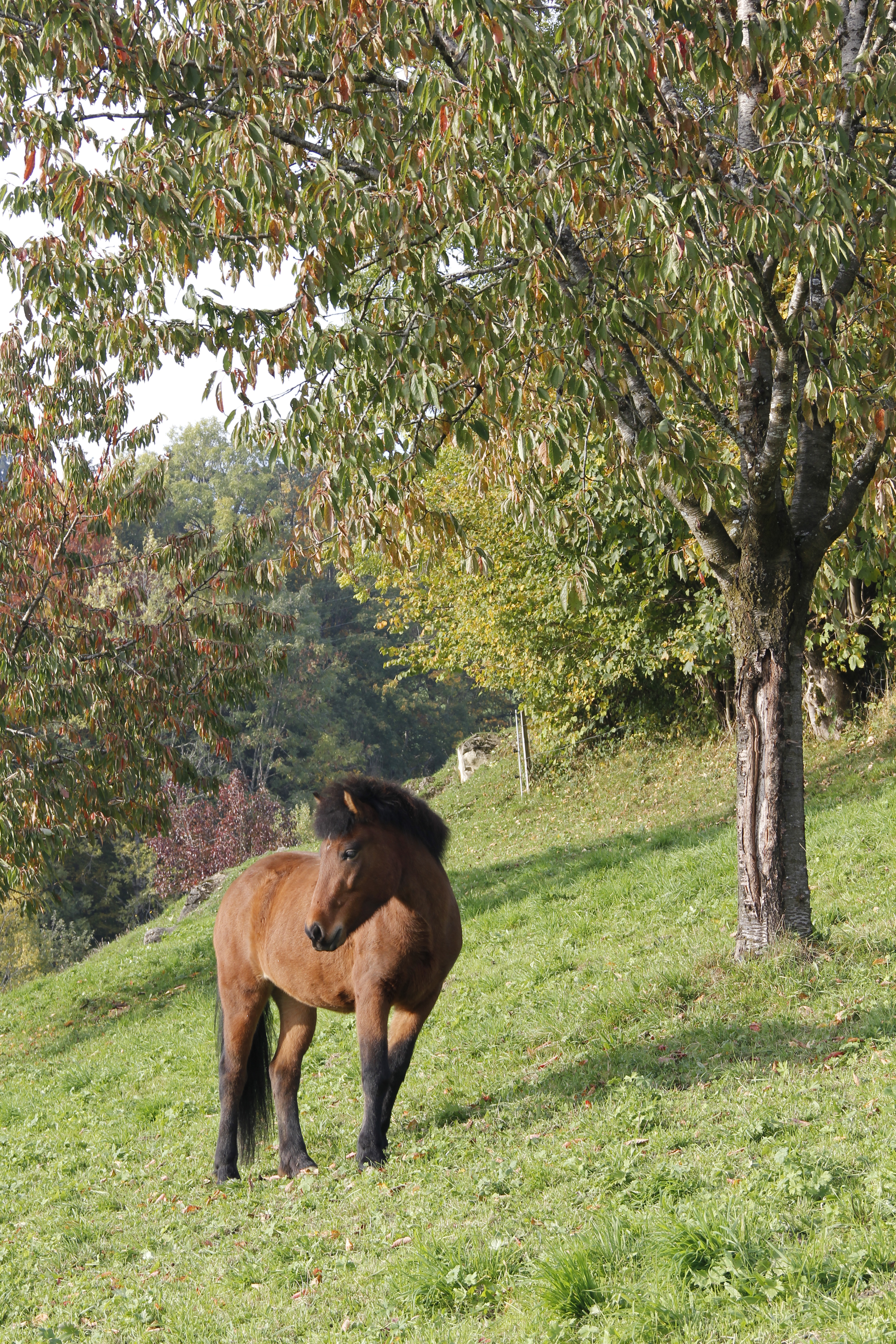 Njola auf der Weide in der Schwand