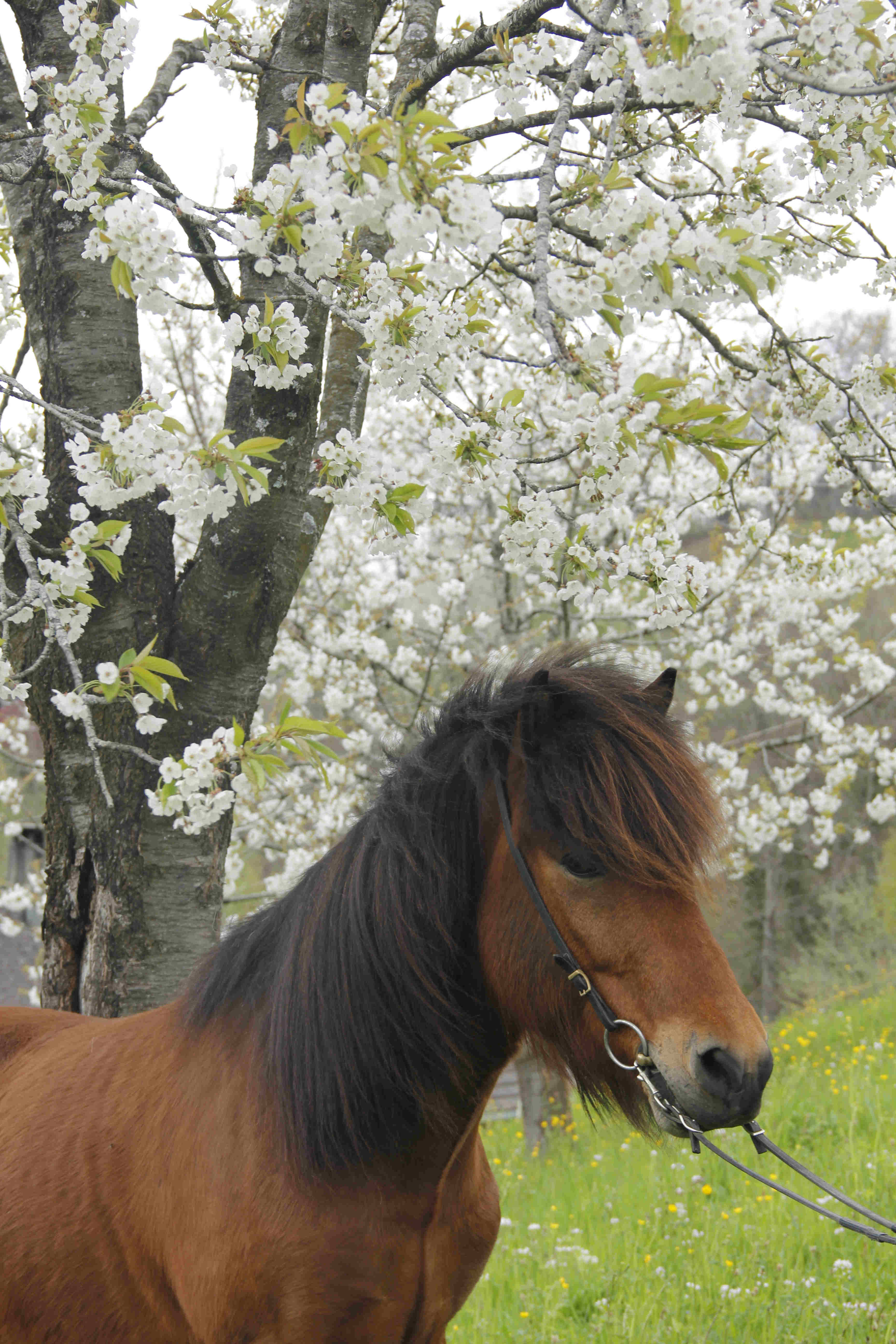 Tristan Portrait in der Schwand