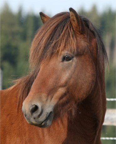 Tristan Portrait auf Sunnaholt